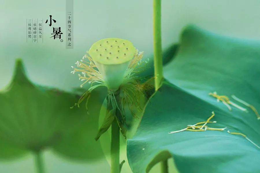 倏忽溫風(fēng)至，因循小暑來!