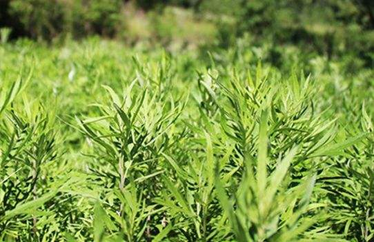 艾草艾葉在生活中有什么用途？